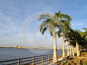 Palm trees along the Manatee River in Bradenton, Florida with a bridge in the background