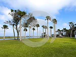 Palm trees along a marshy area in northeast Florida along the St. Johns River