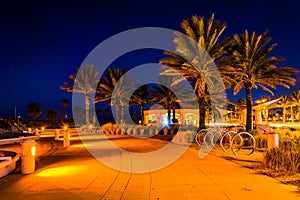 Palm trees along a path at night in Clearwater Beach, Florida.