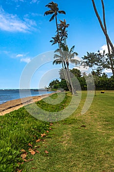 Palm Trees along Punaluu coast, Oahu, Hawaii