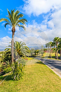 Palm trees along a road in tropical landscape of Tenerife, Canary Islands, Spain