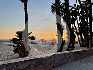 Palm trees along sandy beach with yellow sunset