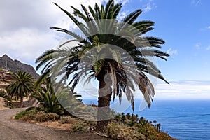 Palm trees along the scenic coastal hiking trail in Anaga mountain range on Tenerife, Canary Islands, Spain, Europe photo