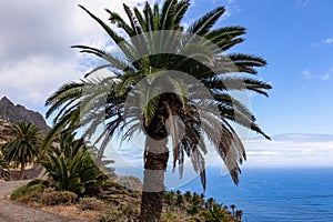 Palm trees along the scenic coastal hiking trail in Anaga mountain range on Tenerife, Canary Islands, Spain, Europe photo