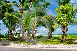 Palm trees along the shoreline, tropical island scenario