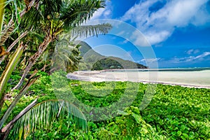 Palm trees along the shoreline, tropical island scenario