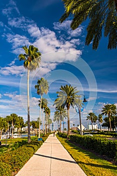 Palm trees along a sidewalk in Clearwater Beach, Florida.