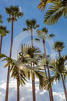 Palm trees along Tampa Riverwalk in Tampa Florida