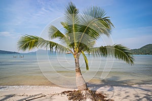 palm trees and amazing cloudy blue sky at tropical beach island in Indian Ocean. Coconut Tree with Beautiful and romantic beach