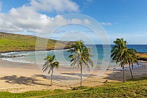 Palm Trees, Anakena Beach, Easter Island