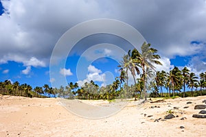 Palm trees on Anakena beach, easter island