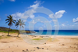 Palm trees on Anakena beach, easter island