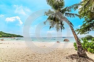 Palm trees in Anse Lazio