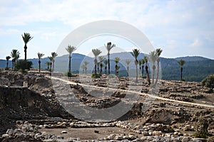 Palm trees in antique Megiddo Armageddon Archaeological site, Jezreel Valley, Lower Galilee, Israel