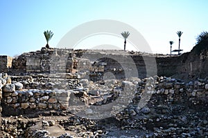 Palm trees in antique Megiddo Armageddon Archaeological site, Jezreel Valley, Lower Galilee, Israel