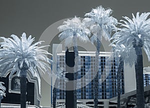 Palm Trees and architecture, Las Vegas Strip, infrared