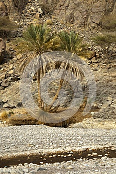 Palm trees in an arid Wadi