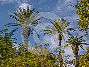 Palm trees as three verticals in composition, Green exotic garden. photo