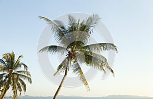 Palm trees ashore