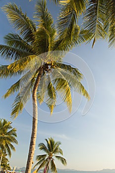 Palm trees ashore