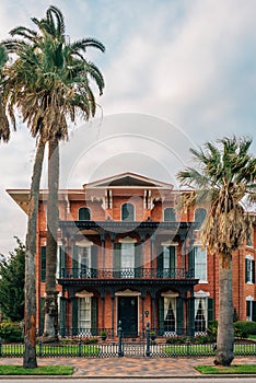 Palm trees and the Ashton Villa, in Galveston, Texas