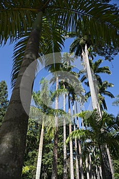 Palm Trees Avenue of Royal Palms Botanic Garden Rio