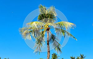 Palm trees in the background with a beautiful blue sky on the edge of Kuta Beach, Bali look so beautiful