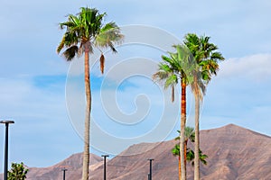 Palm trees on a background of the blue sky