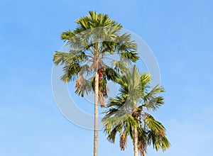 Palm trees on a background of blue sky.