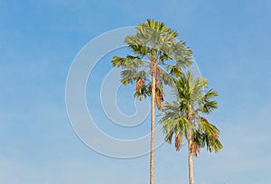 Palm trees on a background of blue sky.