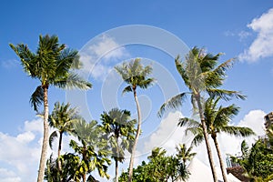 Palm trees on the background of blue sky