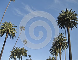 Palm Trees on the background of a clear blue sky