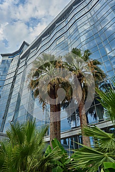 Palm trees in the background high glass building and blue sky in the clouds