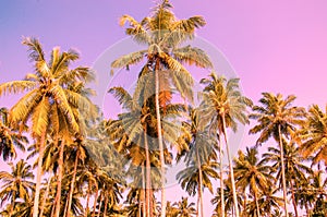 Palm trees on a background of purple sky