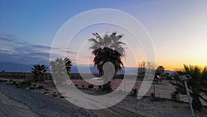 Palm trees in the Bakersfield fields with sunset sky