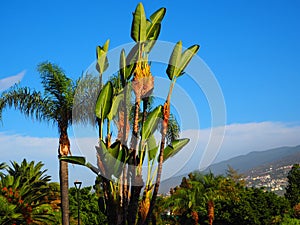 Palm trees, bananas and other exotic plants in different shades of green