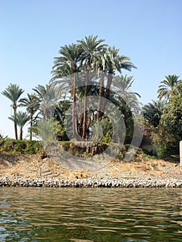 Palm trees on the banks of the Nile