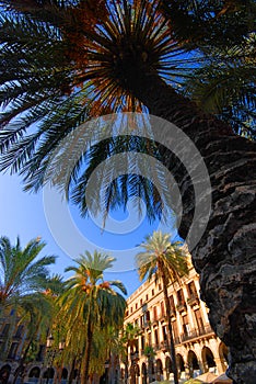 Palm trees in Barcelona plaza photo