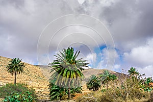 Palm trees in a barren landscape