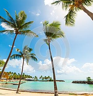 Palm trees in Bas du Fort beach in Guadeloupe