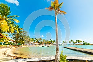 Palm trees in Bas du Fort beach in Guadeloupe