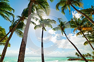 Palm trees in Bas du Fort beach in Guadeloupe