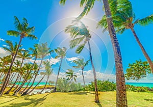 Palm trees in Bas du Fort beach in Guadeloupe