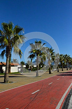 Palm Trees in Batumi