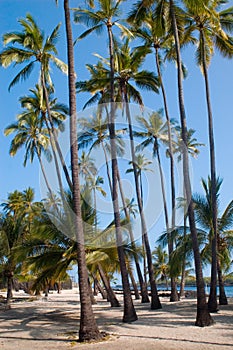 Palm trees on the beach