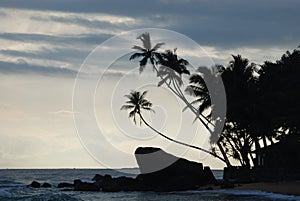 Palm Trees on Beach