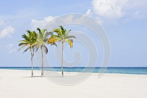 Palm trees at the beach