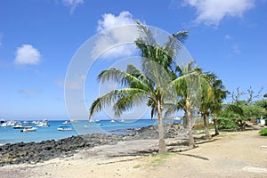 Palm Trees and Beach