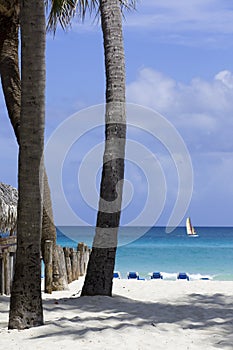 Palm trees on a beach photo