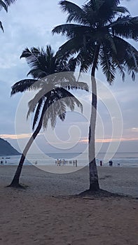 Palm trees on the beach
